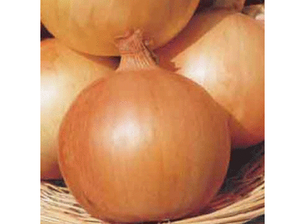 Texas Early Grano 502 PRR, Onion Seeds - Packet image number null