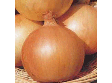 Texas Early Grano 502 PRR, Onion Seeds
