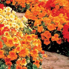 Alaska Mix, Nasturtium Seeds