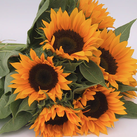 Zohar, Sunflower Seeds