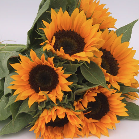 Zohar, Sunflower Seeds - Packet image number null