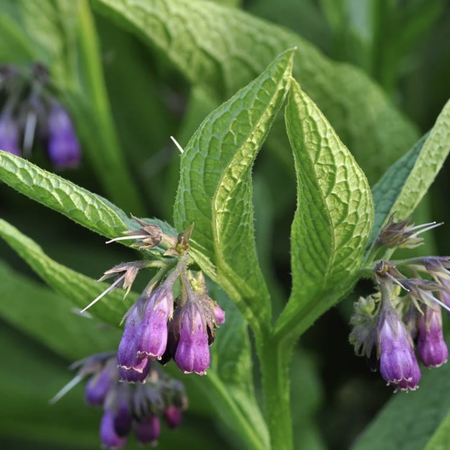 Comfrey plant leaves and blooms.