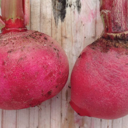 Cherry Belle, Radish Seeds - 25 Pounds image number null