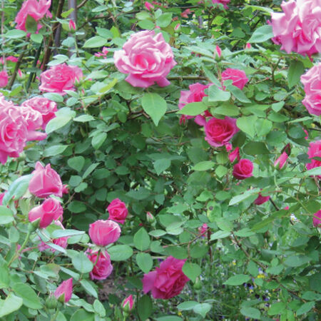Pink Bush, Rose Seeds image number null