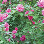 Pink Bush, Rose Seeds thumbnail number null