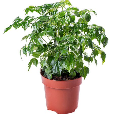 buddha temple plant Crassula Buddha's Temple – Collectors Online