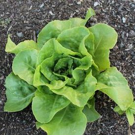 Optima, Lettuce Seeds