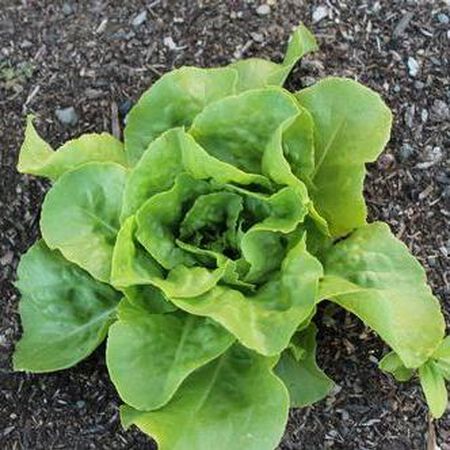 Optima, Lettuce Seeds image number null