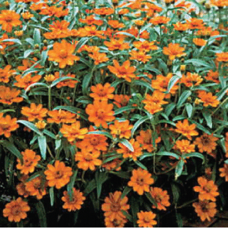 Orange Crystal Mexican, Zinnia Seeds - 1,000 Seeds image number null