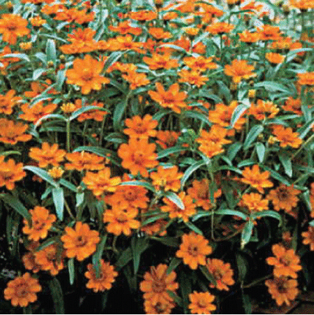 Orange Crystal Mexican, Zinnia Seeds image number null