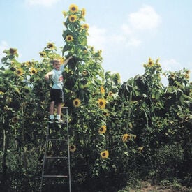 Skyscrapper, Organic Sunflower Seeds