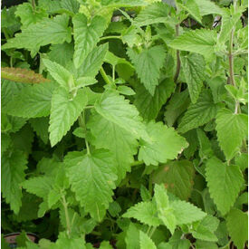 Common, Catnip Seed