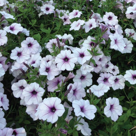 Tidal Wave Silver, Petunia Seeds