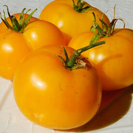 Azoychka, Tomato Seeds