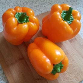 Orange Sun, Pepper Seeds