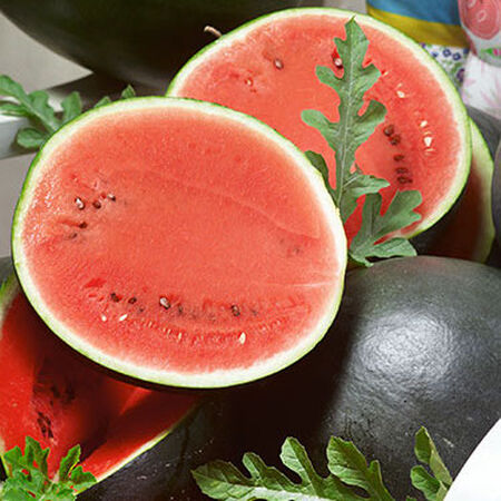 Bush Sugar Baby, Organic Watermelon Seeds - 500 Seeds image number null