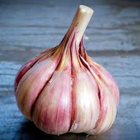 Persian Star, Garlic Bulbs - 1/4 Pound image number null