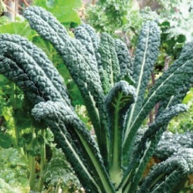 Lacinato, Kale Seed