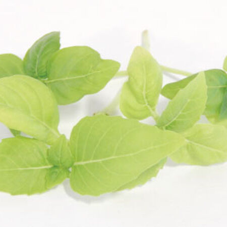 Large Leaf Italian Basil, Microgreen Seeds - 1/4 Pound image number null