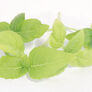 Large Leaf Italian Basil, Microgreen Seeds - 1/4 Pound thumbnail number null