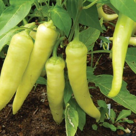 Sweet Banana, Pepper Seeds - 1 Ounce image number null