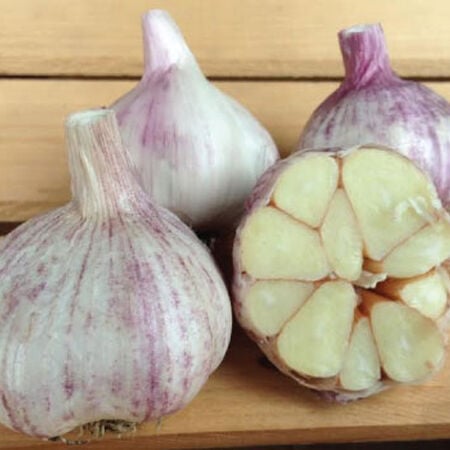 Georgian Fire, Garlic Seed - 1/4 Pound image number null