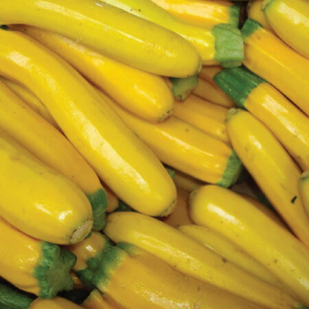 Golden, Zucchini Seeds - Packet image number null