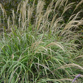 Miscanthus, Ornamental Grass Seed