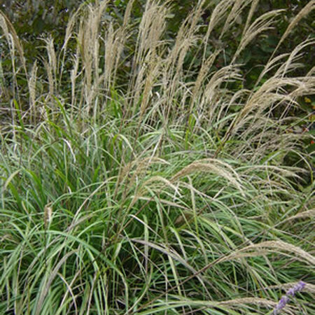 Miscanthus, Ornamental Grass Seed - 250 Seeds image number null