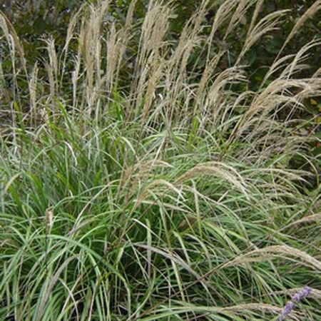Miscanthus, Ornamental Grass Seed - Packet image number null