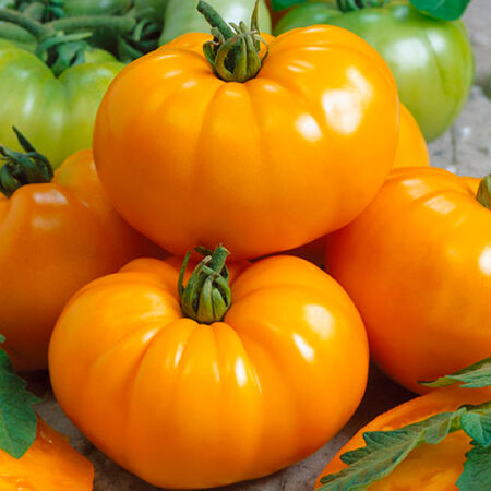 Chef's Choice Yellow, Tomato Seeds - Packet image number null