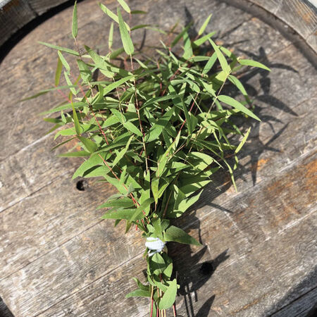 Lemon Bush, Eucalyptus Seeds image number null