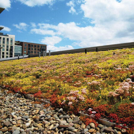 Standard Sedum Blend, Green Roof Seed - Packet image number null