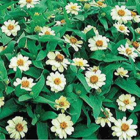 White Crystal Mexican, Zinnia - Packet image number null