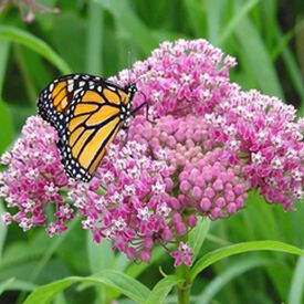 Swamp, Asclepias (Butterfly Weed)