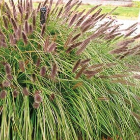 Black Fountain Grass, Pennisetum
