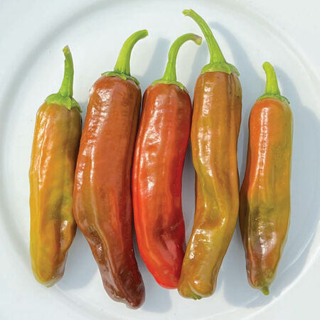 Pepperoncini Italian, Pepper Seeds - Packet image number null