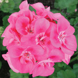 Pink Maverick, Geranium Seeds