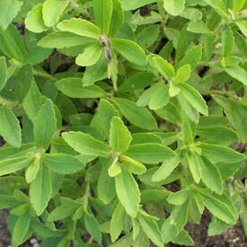 Candy, Stevia Seed