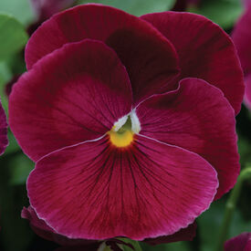 Clear Rose Spring Grandio, (F1) Viola Seeds