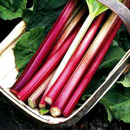 Victoria, Rhubarb Crowns image number null