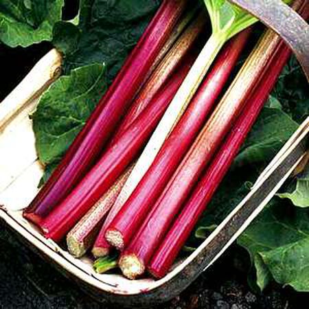 Victoria, Rhubarb Crowns - 5 Rhubarb Crowns image number null