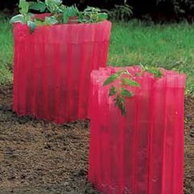 Tomato Teepees, Frost Protection