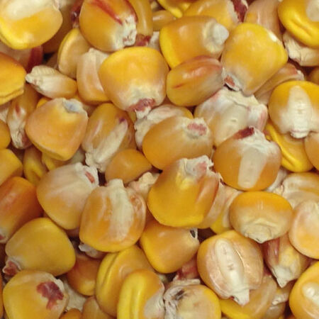 Hickory King Yellow, Corn Seed - Packet (1 oz.) image number null