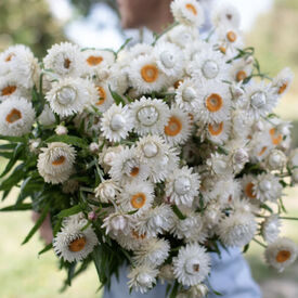 Monster White, Strawflower Seeds