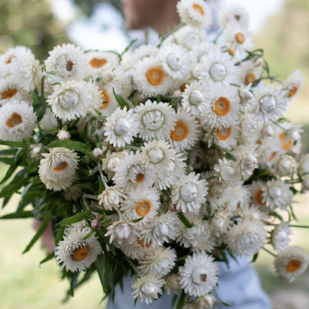 Monster White, Strawflower Seeds - Packet image number null