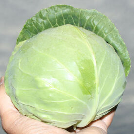 Katarina, Cabbage Seeds