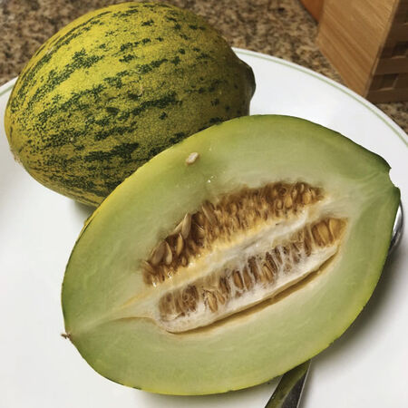 Lambkin, (F1) Cantaloupe Seeds - Packet image number null