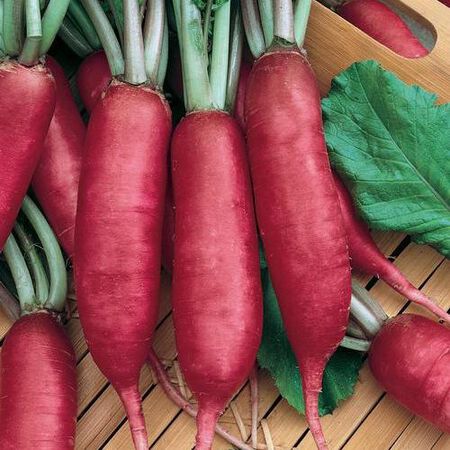 Pink Summercicle, Radish Seeds - Packet image number null