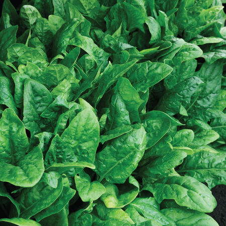 Plymouth, (F1) Spinach Seeds - Packet image number null